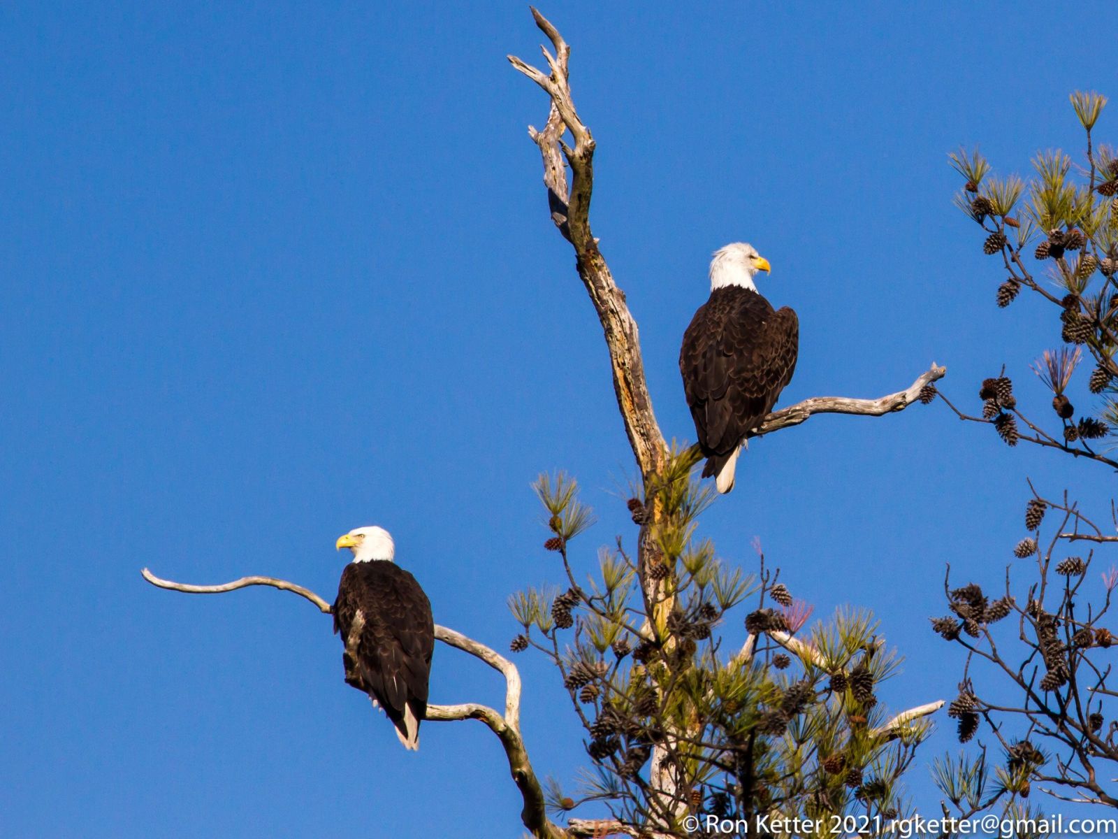 Eagles at Blackwater National Wildlife Refuge. Photo by Ron Ketter.