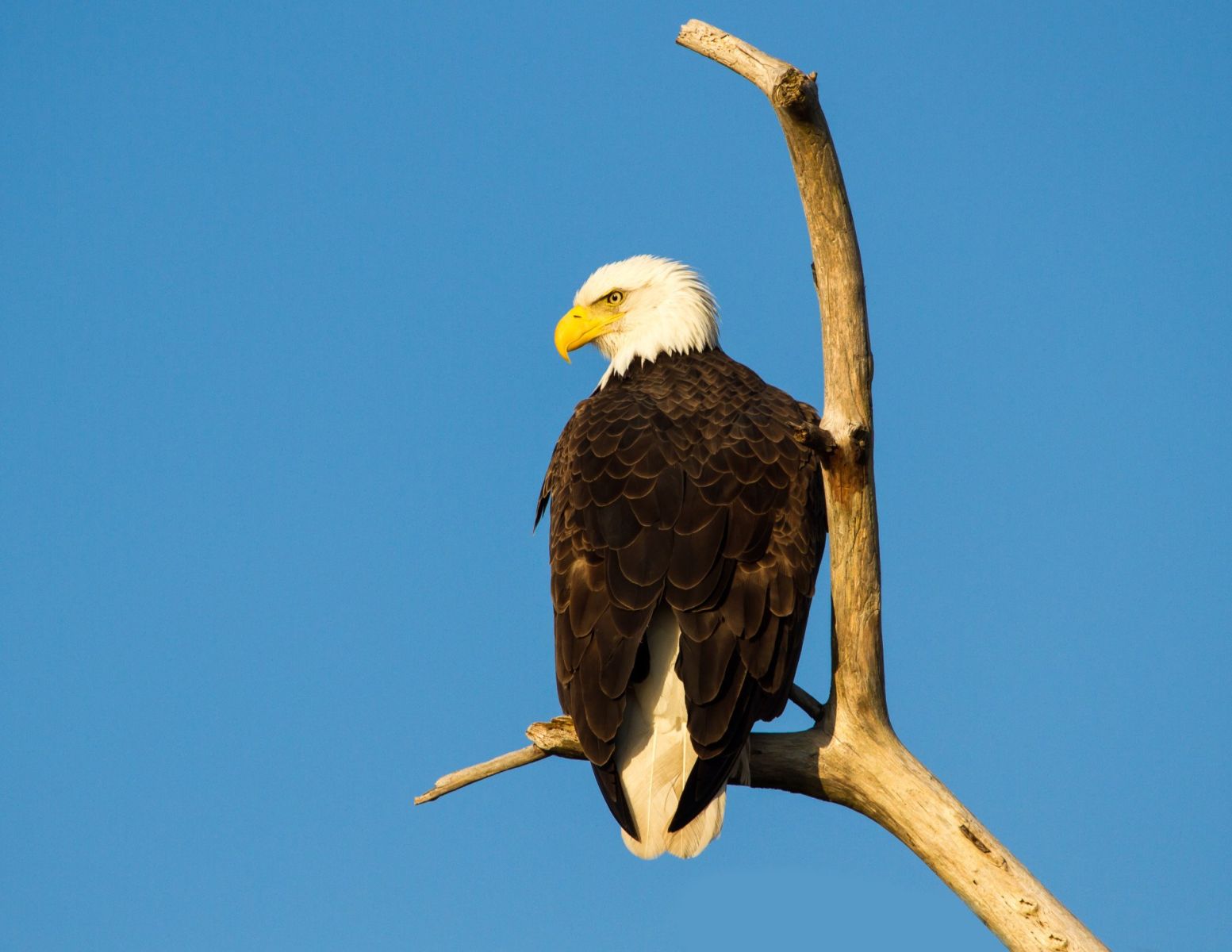 Eagle at Blackwater - photo by Ron Ketter