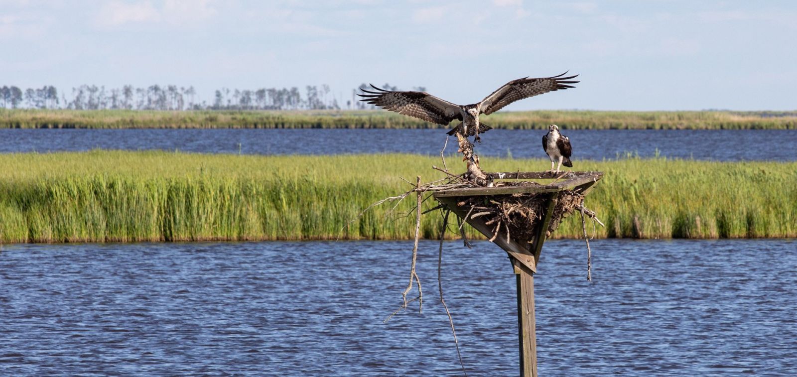 Blackwater Refuge - Osprey Nest - Photo by JillJasuta