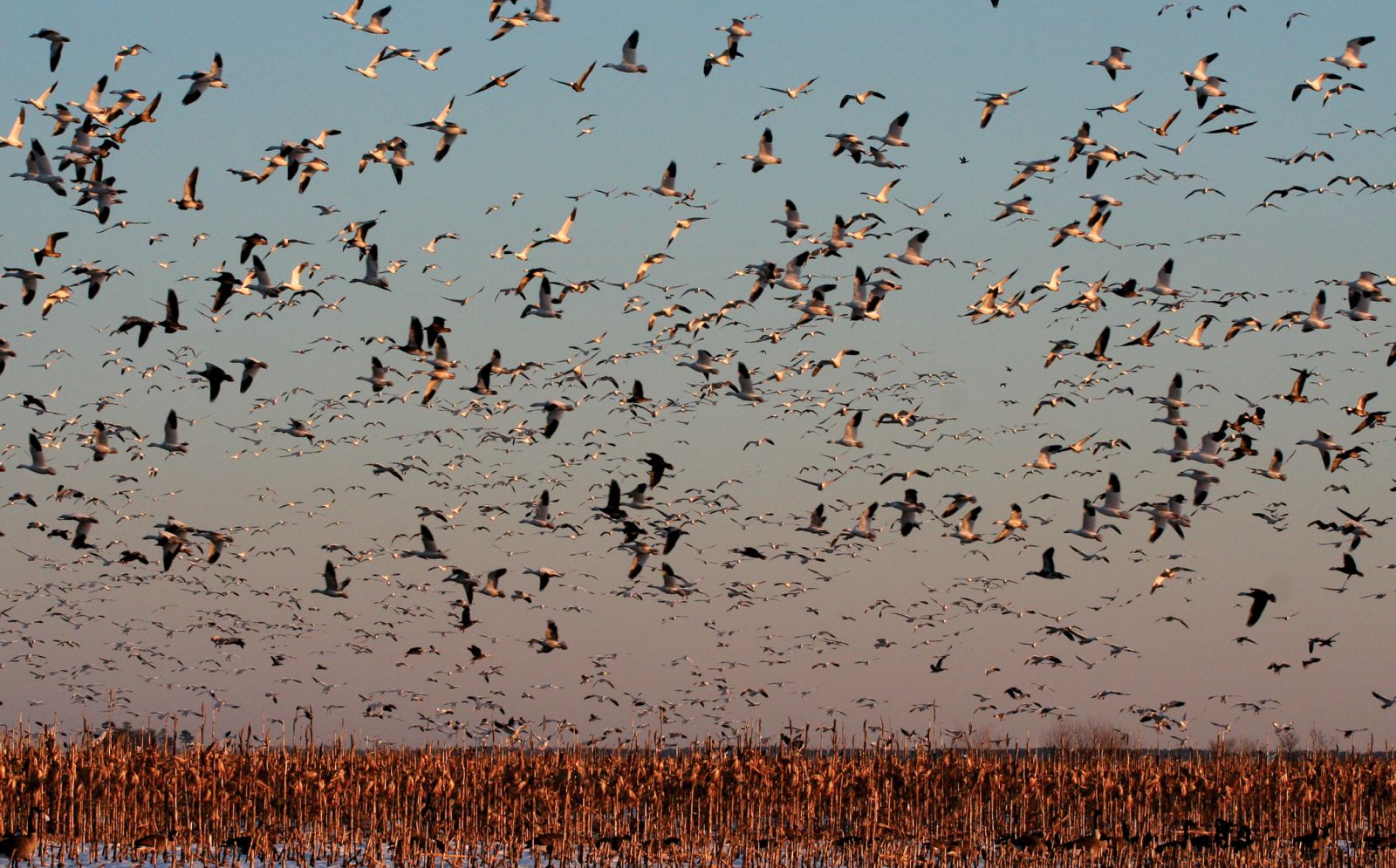 Snow geese swirling over Blackwater National Wildlife Refuge in Dorchester County, Maryland