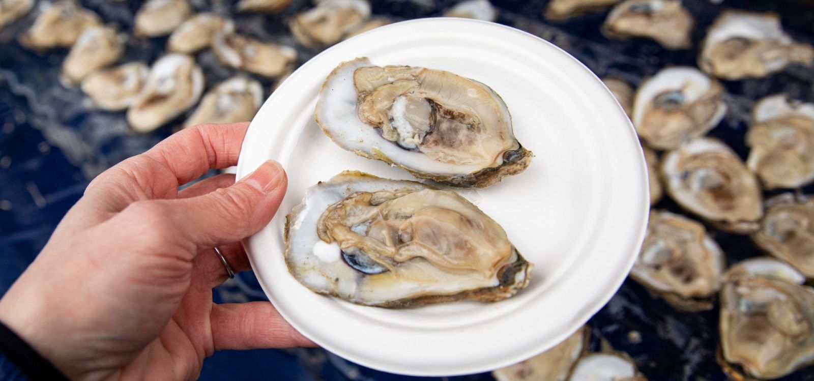 Oysters at Cambridge Ice Fest