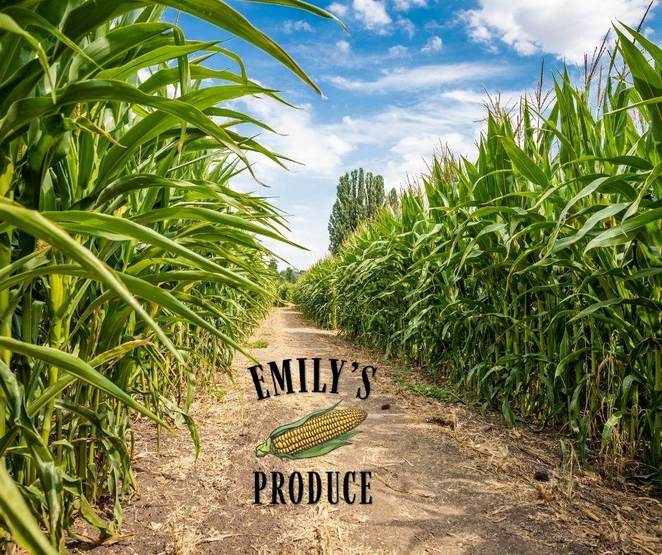 Corn Maze - Emily's Produce, Cambridge, MD - Photo courtesy Emily's Produce
