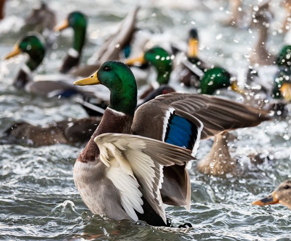 Ducks in Winter - Dorchester County, MD - Photo by Jill Jasuta