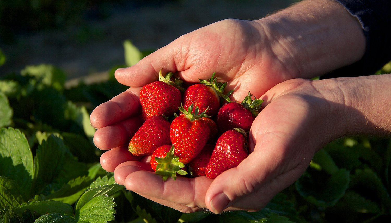 Strawberry picking at Emily's Produce in Cambridge. 
