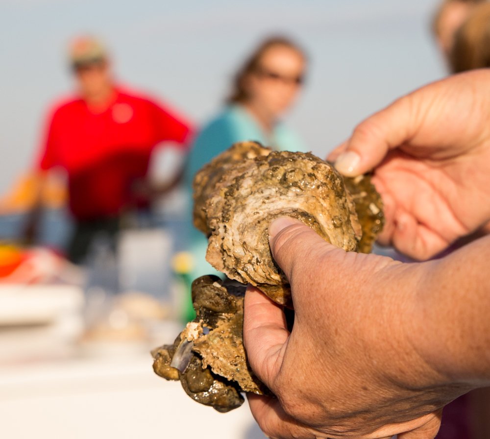 Oyster dredging on the Skipjack Nathan of Dorchester. | Dorchester County, MD