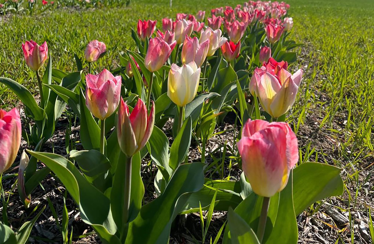 Vintage Family Farms - U-Pick Tulips - Hurlock, MDVintage Family Farms - U-Pick Tulips - Hurlock, MD