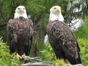 Eagles at Blackwater National Wildlife Refuge - photo by Lisa Mayo