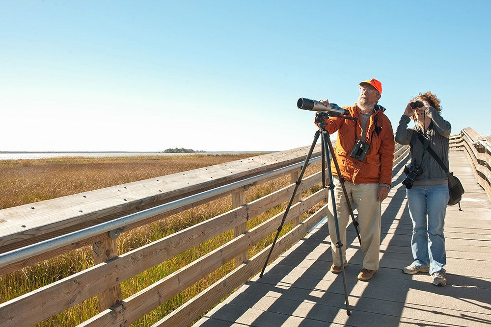 Guided Birding Tour at Blackwater National Wildlife Refuge