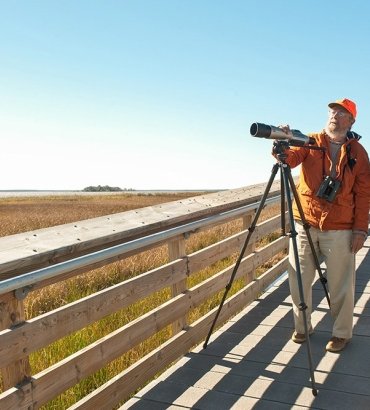 Guided Birding Tour at Blackwater National Wildlife Refuge