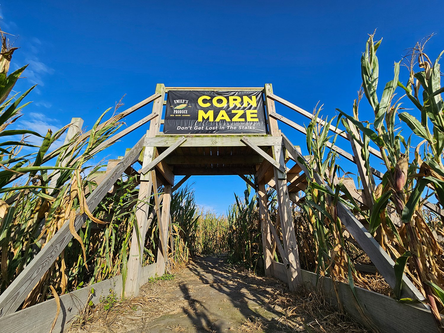 Corn Maze Opens for the Season at Emily's Produce