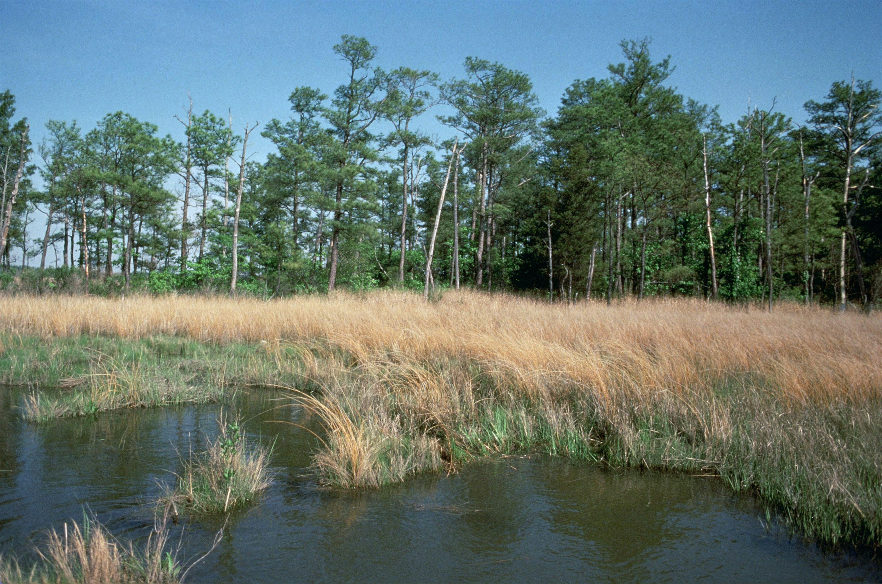 Blackwater Public Paddle with Sultana Education Foundation