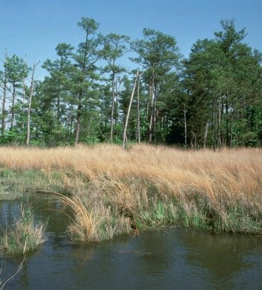 Blackwater Public Paddle with Sultana Education Foundation