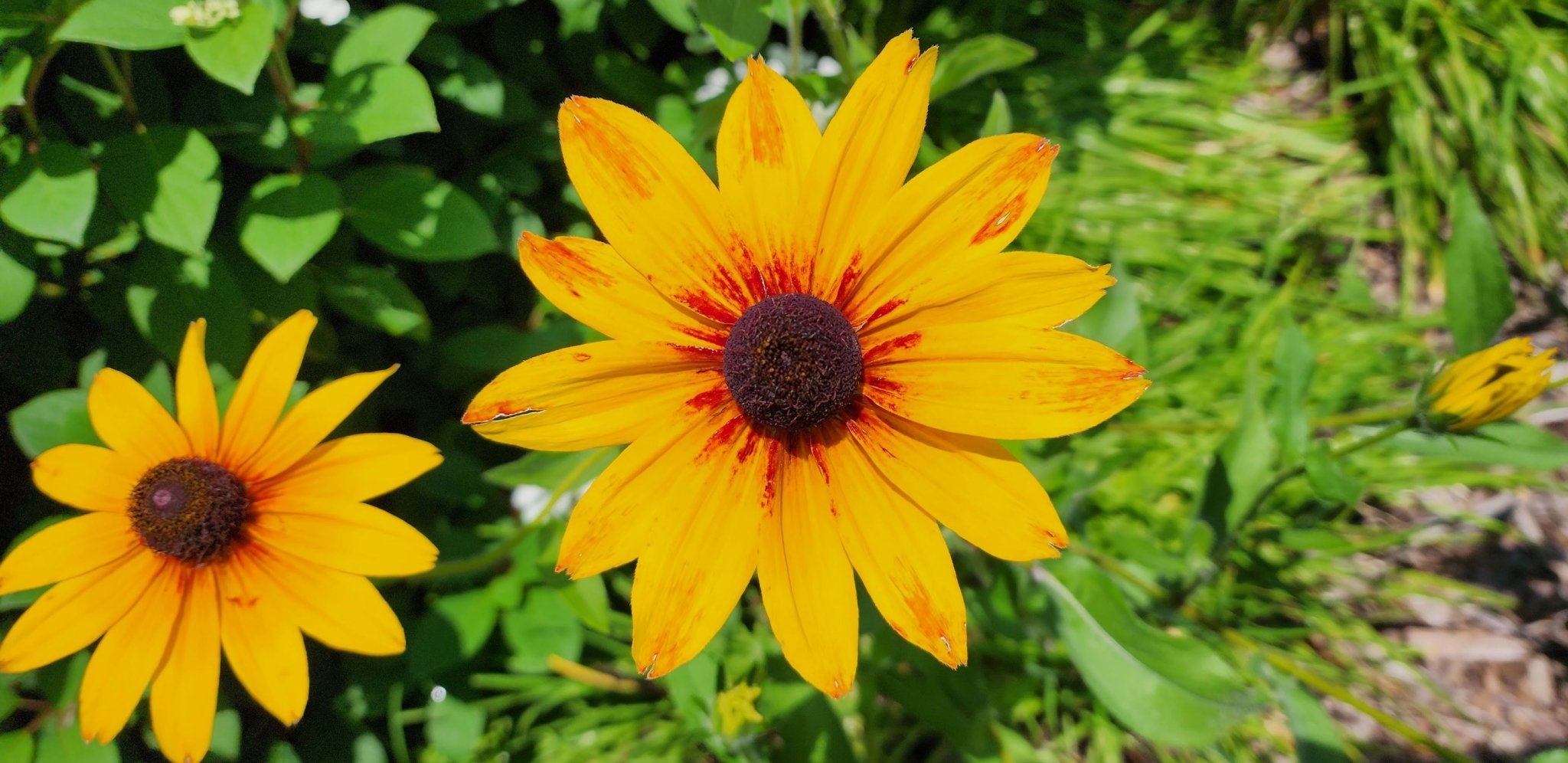 Flower Show: Celebrating Maryland's Eastern Shore