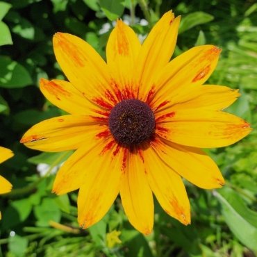 Flower Show: Celebrating Maryland's Eastern Shore