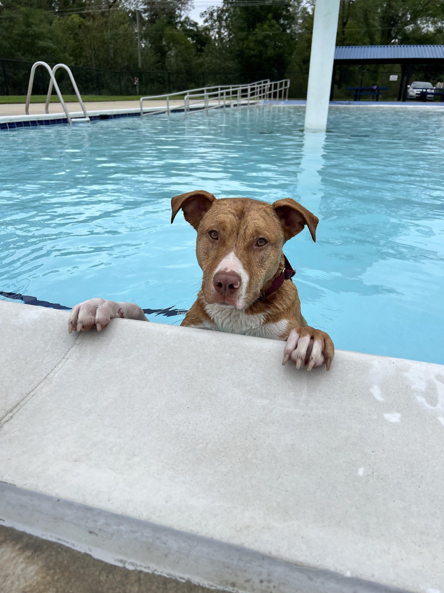 Paws in the Pool