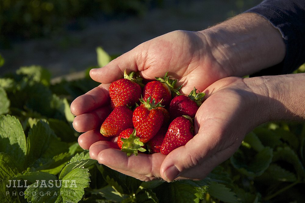 Strawberry Fest at Emilys Produce