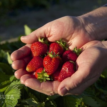 Strawberry Fest at Emilys Produce