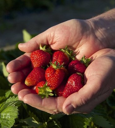 Strawberry Fest at Emilys Produce