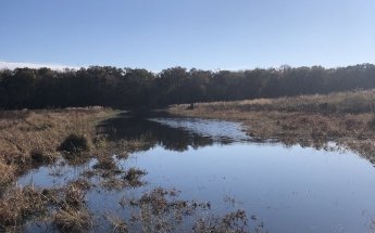 LeCompte Wildlife Management Area