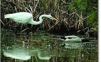 Fishing Bay Wildlife Management Area