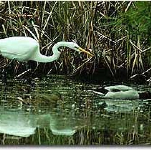 Fishing Bay Wildlife Management Area