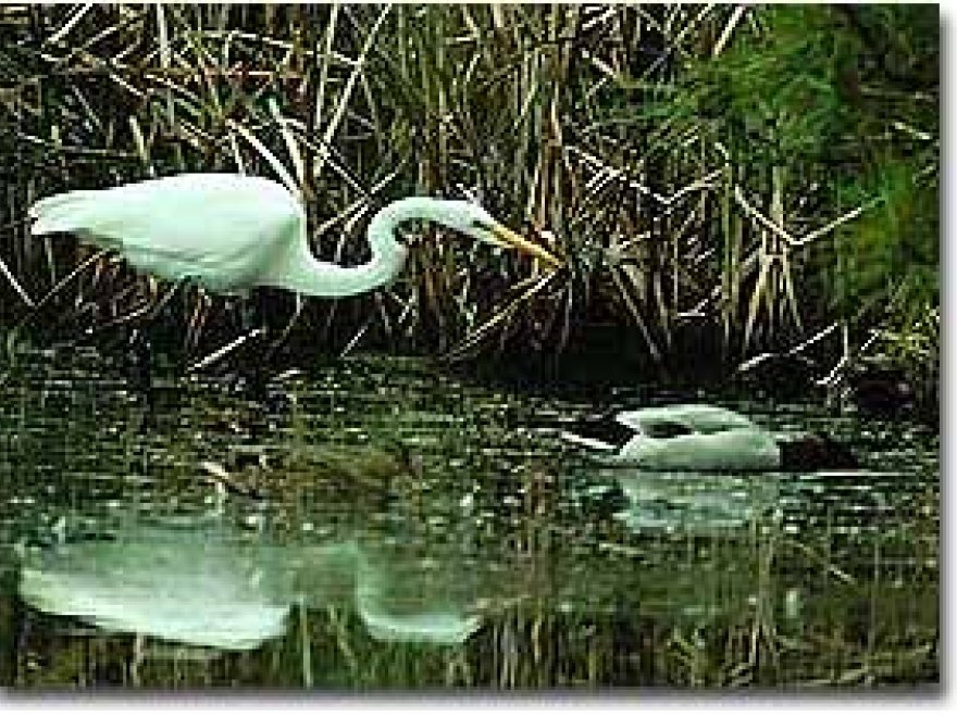 Fishing Bay Wildlife Management Area