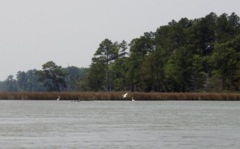 Taylor's Island Wildlife Management Area