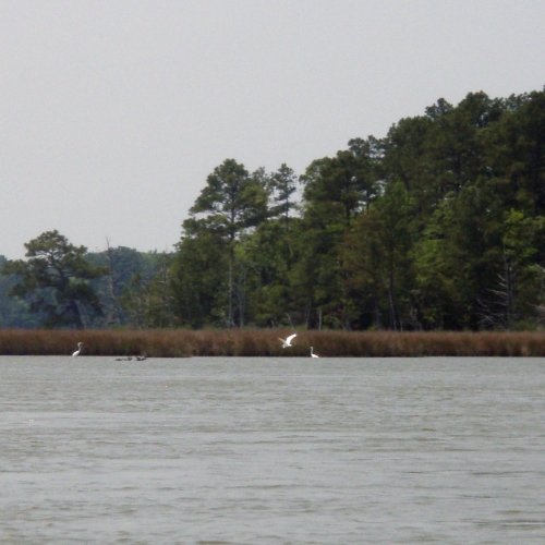 Taylor's Island Wildlife Management Area