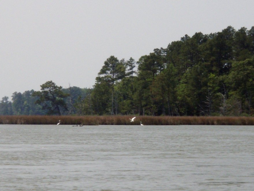 Taylor's Island Wildlife Management Area