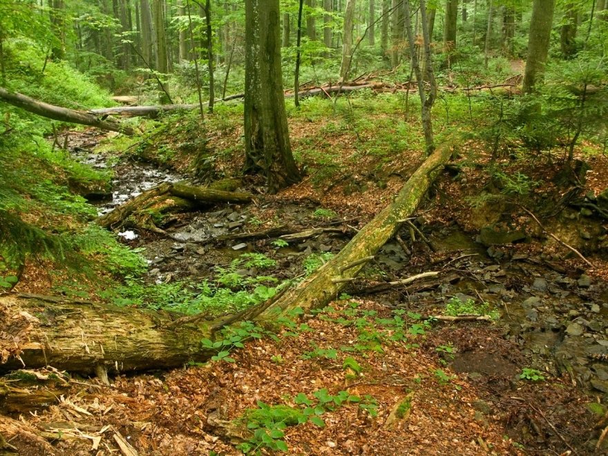 Chesapeake Forest Lands
