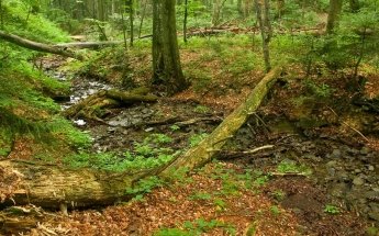 Chesapeake Forest Lands Chesapeake Forest Lands