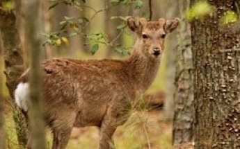 Hunting at Blackwater Refuge