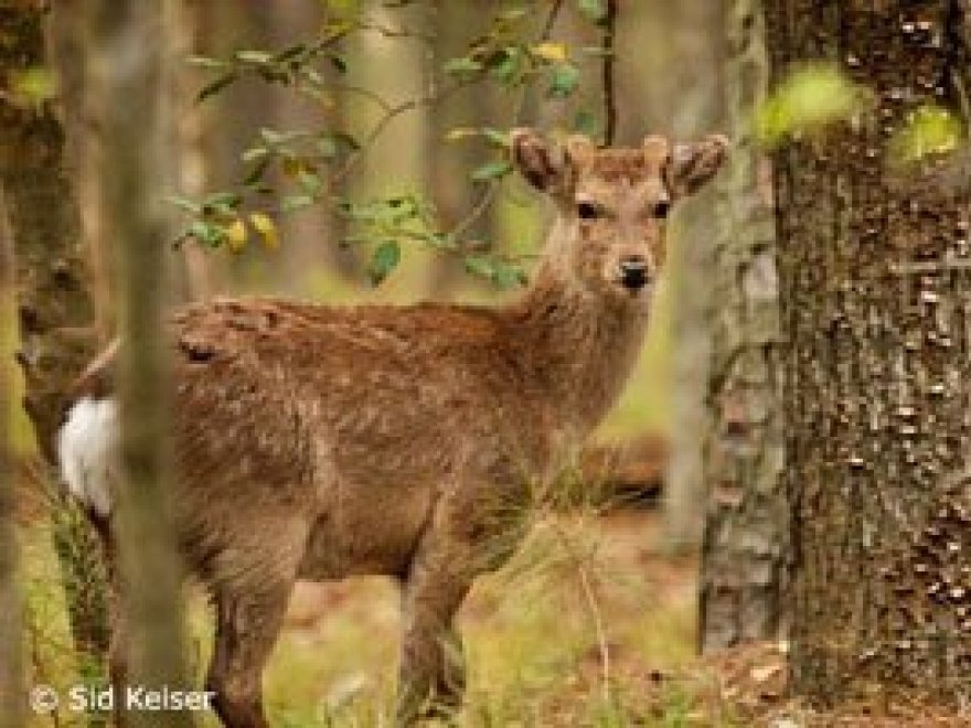 Hunting at Blackwater Refuge