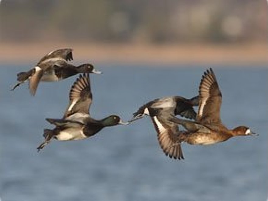 Black Duck Outfitters