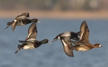 Black Duck Outfitters Black Duck Outfitters