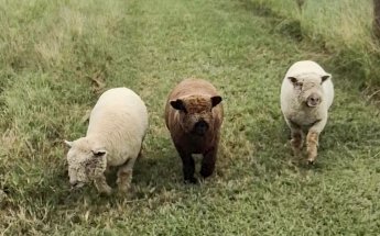Shiloh Heritage Acres