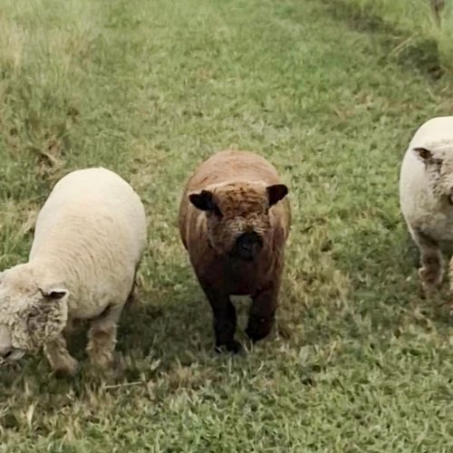 Shiloh Heritage Acres