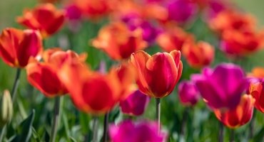 Spring Fever! 5 Ways to Celebrate the Season in Dorchester County