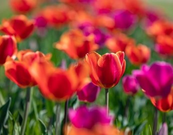 Spring Fever! 5 Ways to Celebrate the Season in Dorchester County