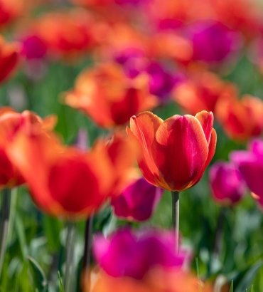 Spring Fever! 5 Ways to Celebrate the Season in Dorchester County