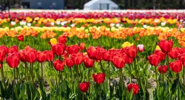 Spring in Dorchester County, MD: Crab Season, Tulips & Outdoor Adventures Await