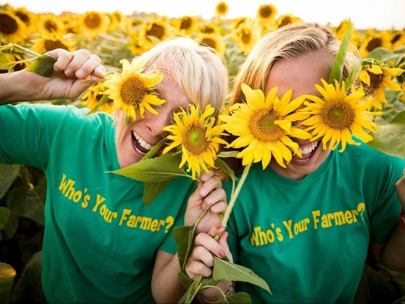 Sunflower Spectacular at Emily's Produce, Cambridge, MD