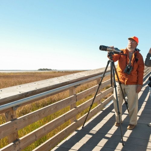 An Intro to Birding in Dorchester County