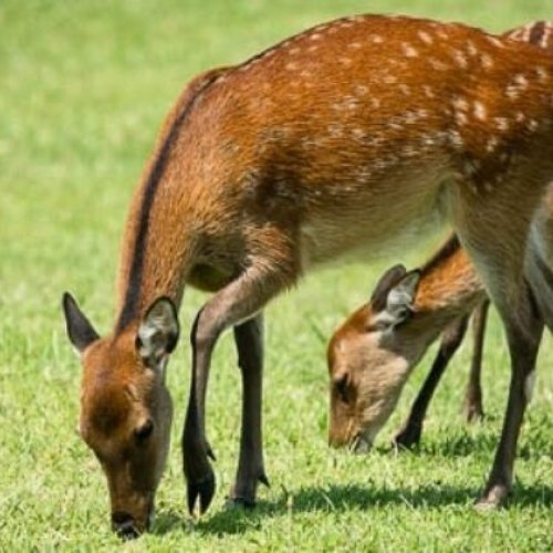 Deer Hunting Trail