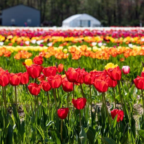 Spring is Just Around the Corner in the Heart of the Chesapeake!